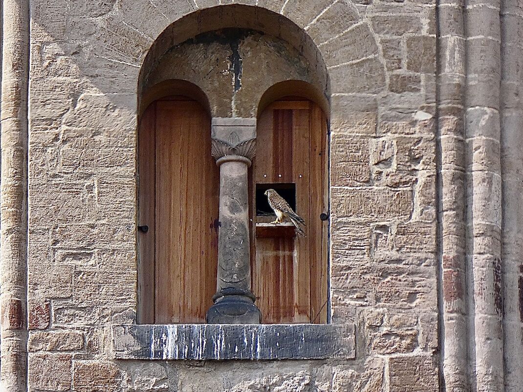 Turmfalke am Turmfenster der Klosterkirche