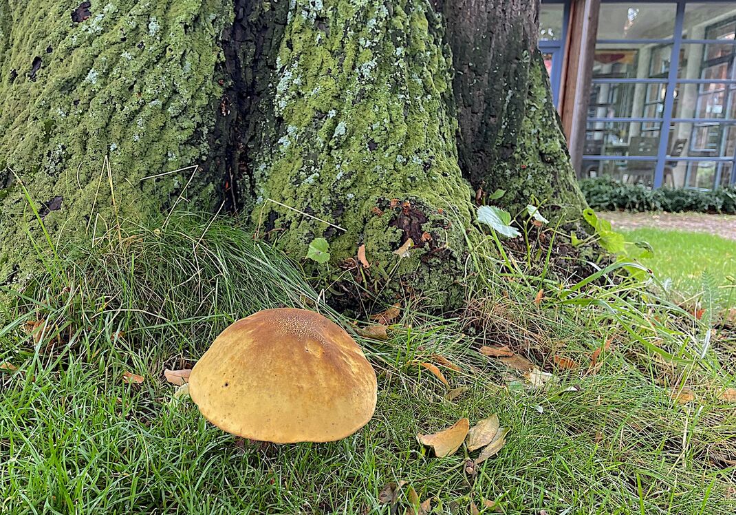 Bild von Fruchtbarkeit und Leben: Direkt vor unserem Speiseraum schossen in diesem Jahr aufgrund des vielen Regens die schönsten Pilze aus dem Boden